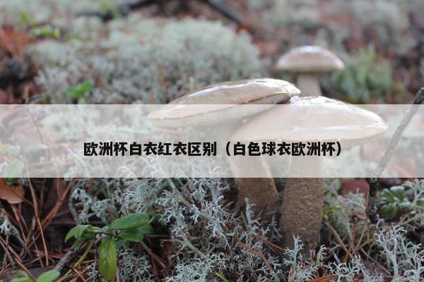 欧洲杯白衣红衣区别（白色球衣欧洲杯）