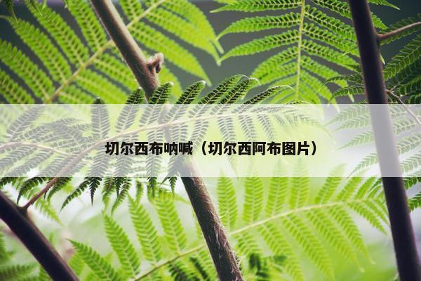 切尔西布呐喊（切尔西阿布图片）