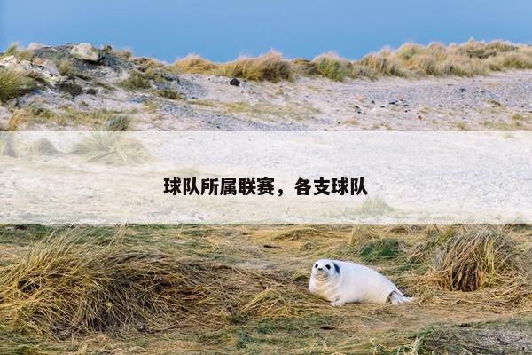 球队所属联赛，各支球队