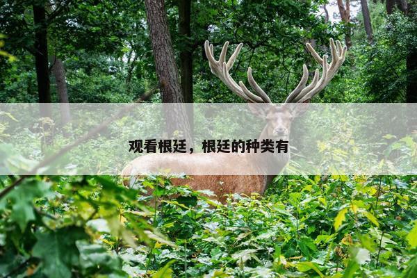 观看根廷，根廷的种类有